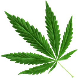 Cannabis  Packaging