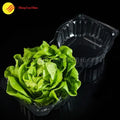  Food-grade clamshell box for lettuce, photographed closed and ready for retail display
